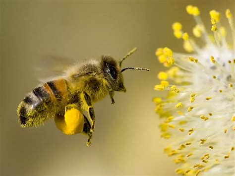 sarı arı sokmasının faydaları